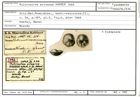 Karteikarte zum Syntyp von Pulvinulina erinacea Karrer, 1868